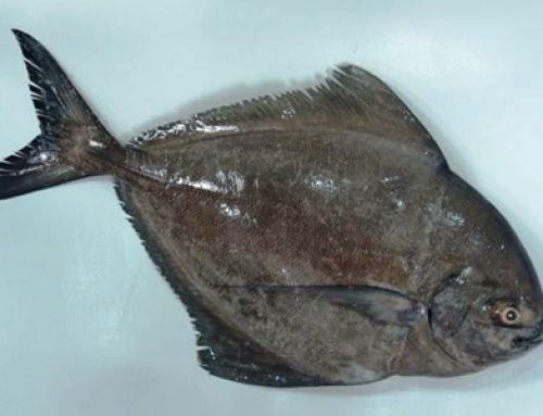 BLACK POMFRET
