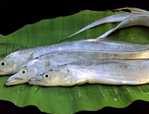 RIBBON FISH