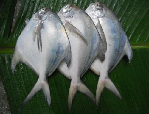 WHITE POMFRET